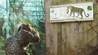 The Leopard