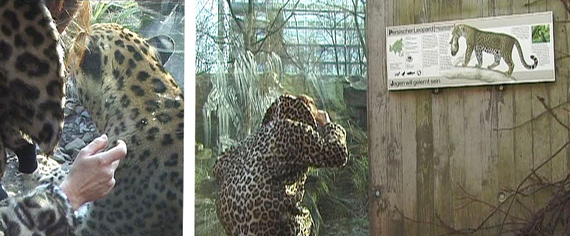 The Leopard